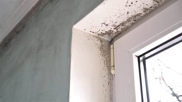 Best HVAC Mold Remediation in Chenoa, IL