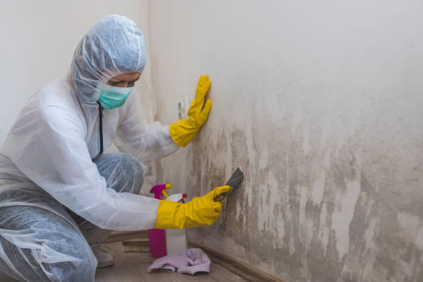 Best Basement Mold Remediation in Chenoa, IL