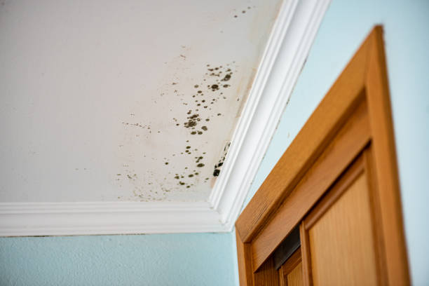Best Residential Mold Remediation in Chenoa, IL