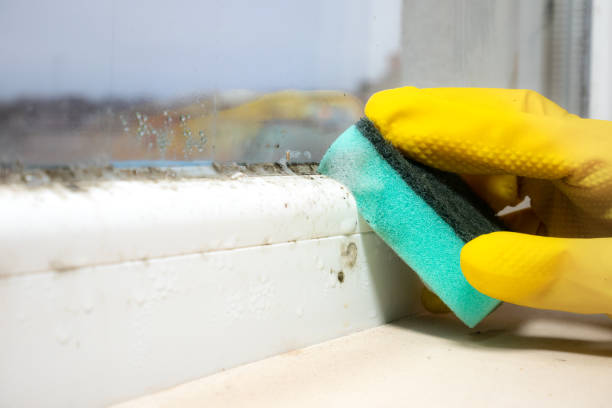 Trusted Chenoa, IL Mold Remediation Experts