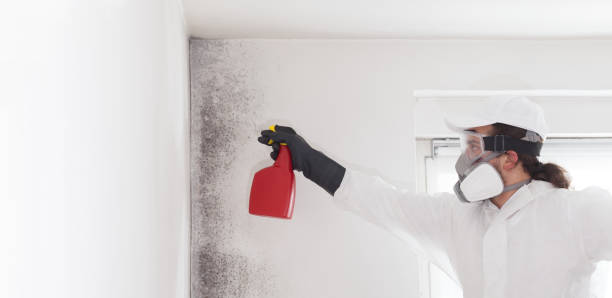Best Health and Safety Mold Remediation in Chenoa, IL