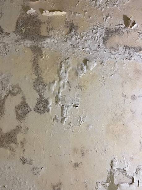 Best DIY Mold Remediation Support Services in Chenoa, IL