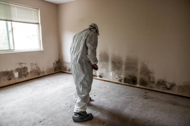 Best Mold Testing and Inspection Services in Chenoa, IL