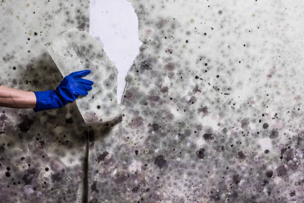 Best Bathroom Mold Remediation in Chenoa, IL