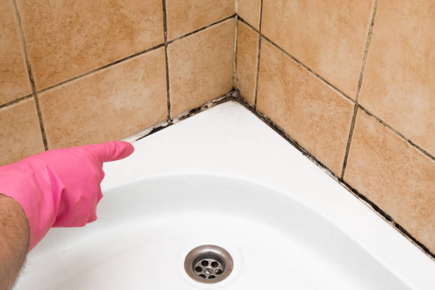 Best Kitchen Mold Remediation in Chenoa, IL
